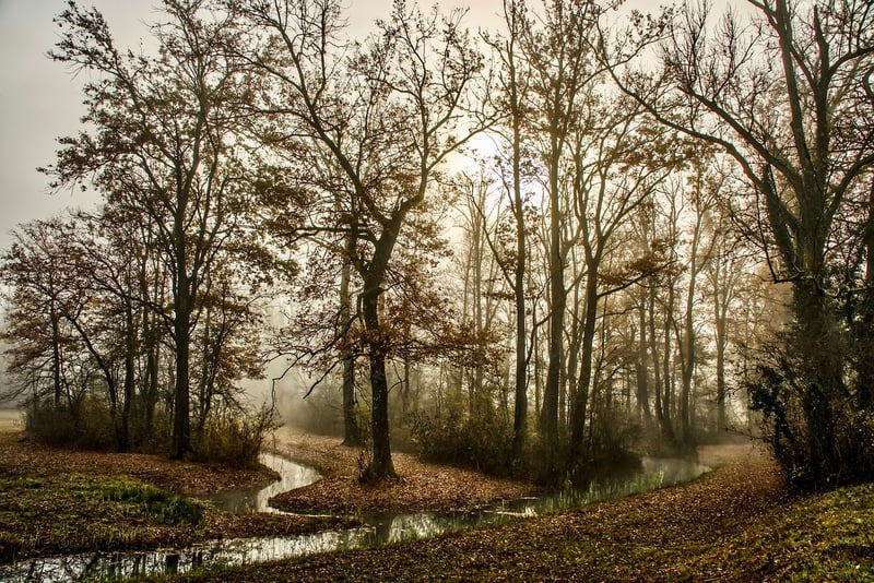Foggy Forest